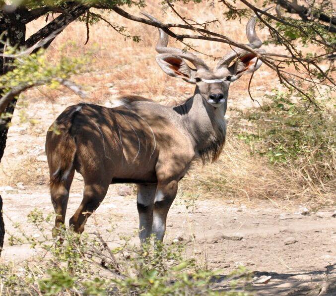 Kudu